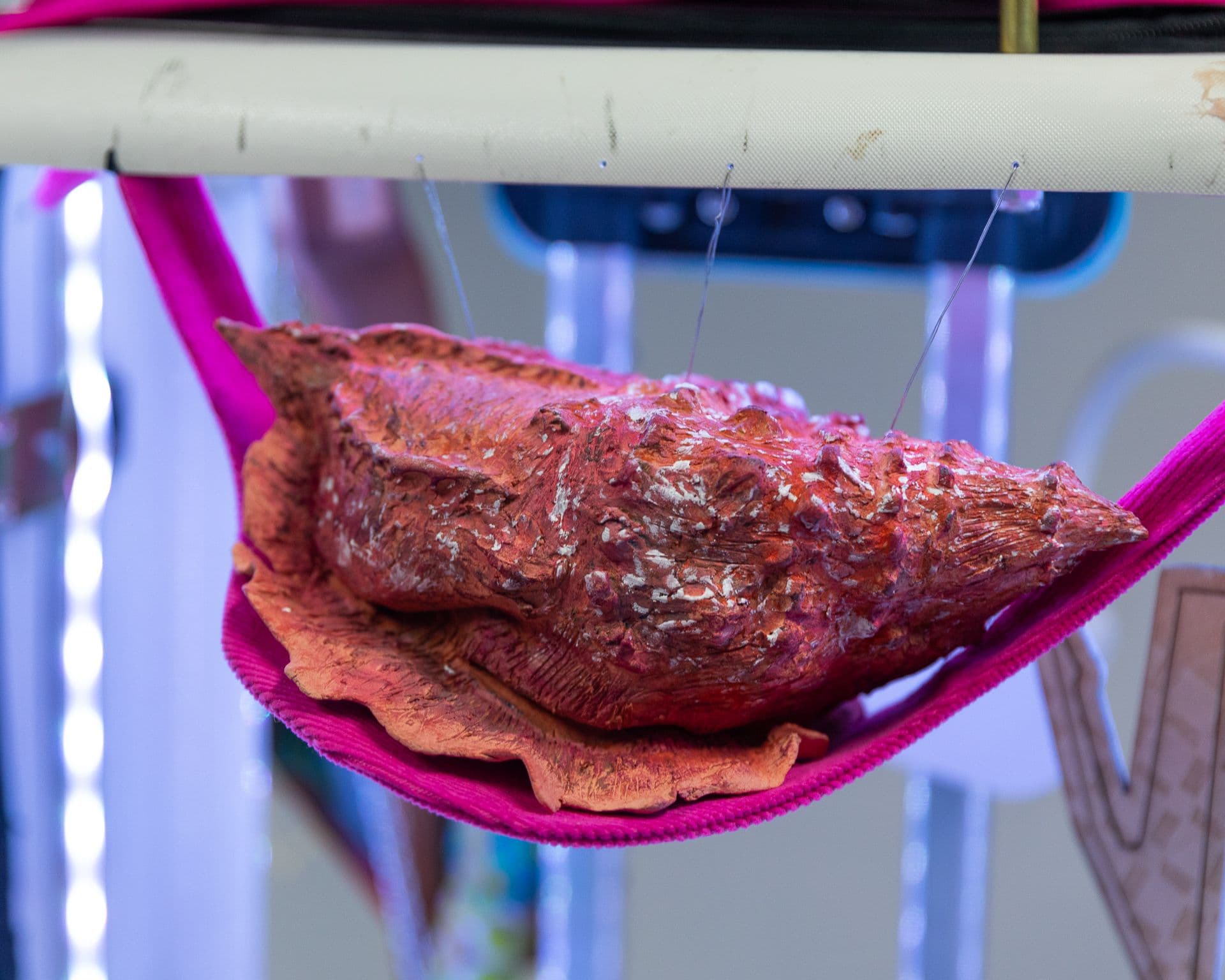 Muschelobjekt, dass durch ein Textil getragen wird.